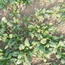 大叶菠菜15~20厘米