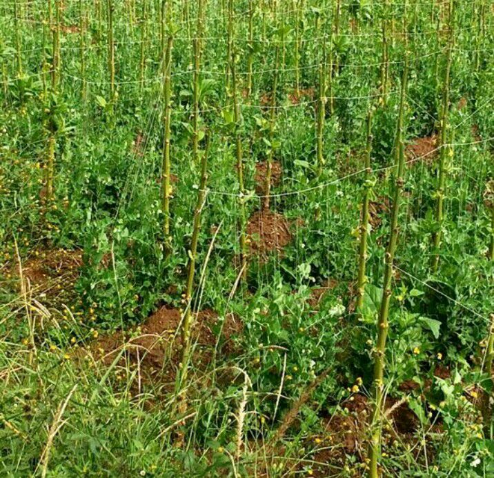 荷兰豆生长植株田间实景