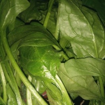 大叶菠菜30~35厘米