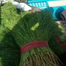 精品小茴香大量上市中，发往各大市场，货源充足