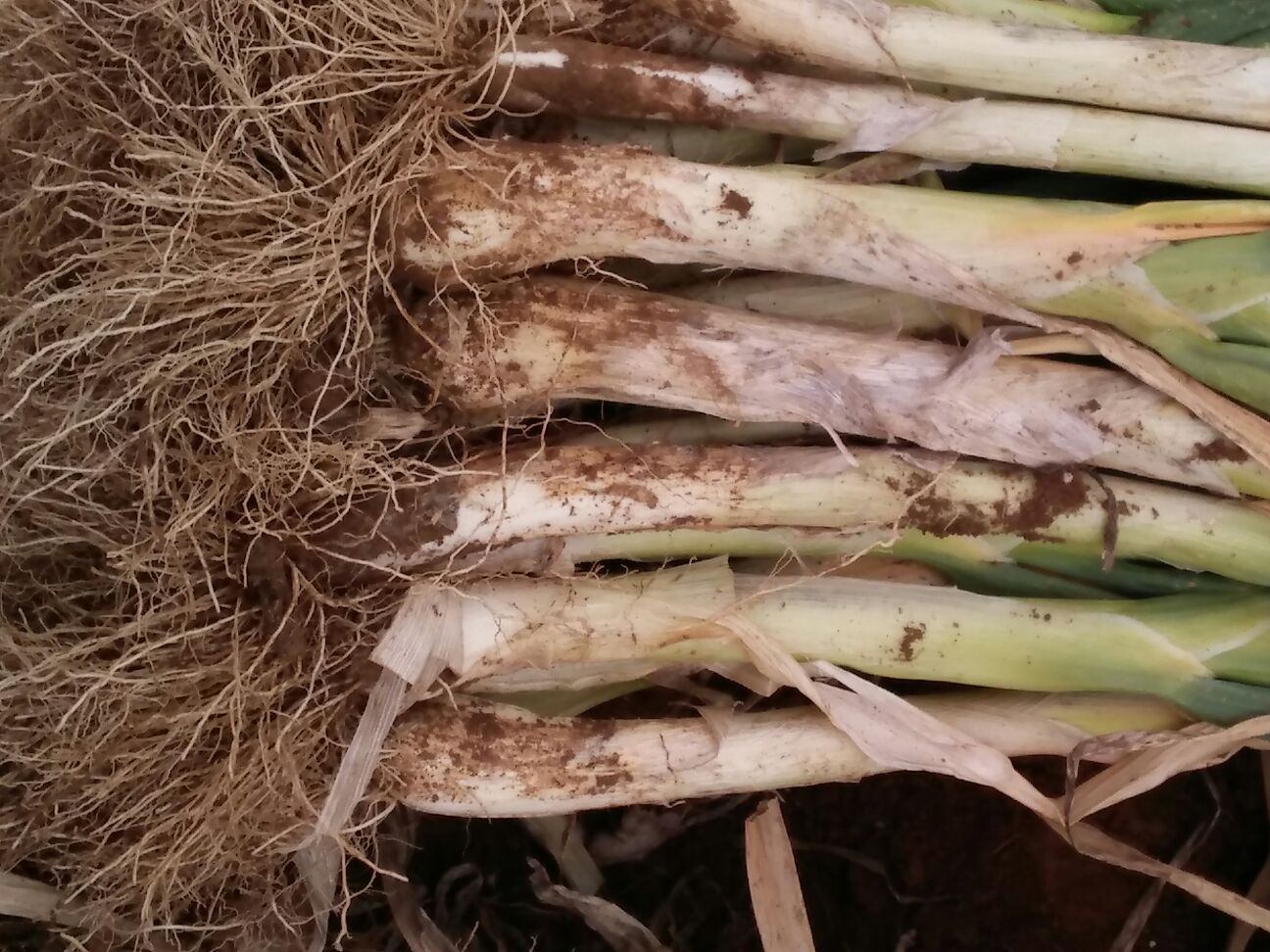 展示一根新鲜的章丘大葱,洁白葱白与翠绿葱叶分明,背景为农家菜市场环境 章丘大葱特写