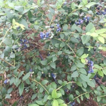 蓝莓10~12mm以上