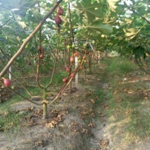无花果树80~100cm