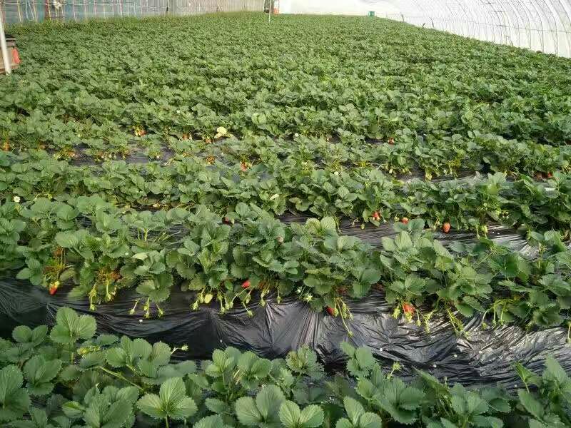 图示:山东章丘草莓基地,一位女性消费者手持竹篮采摘,篮中为新鲜采摘的甜宝草莓(大小均匀、红艳饱满、带绿萼);背景可见温室大棚骨架与悬挂的蜜蜂授粉箱;阳光透过棚膜洒在果实上,呈现晶莹剔透质感;特写突出果实表面细密种子与湿润果霜 消费者在果园采摘甜宝草莓实景