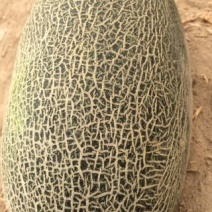 伽师瓜