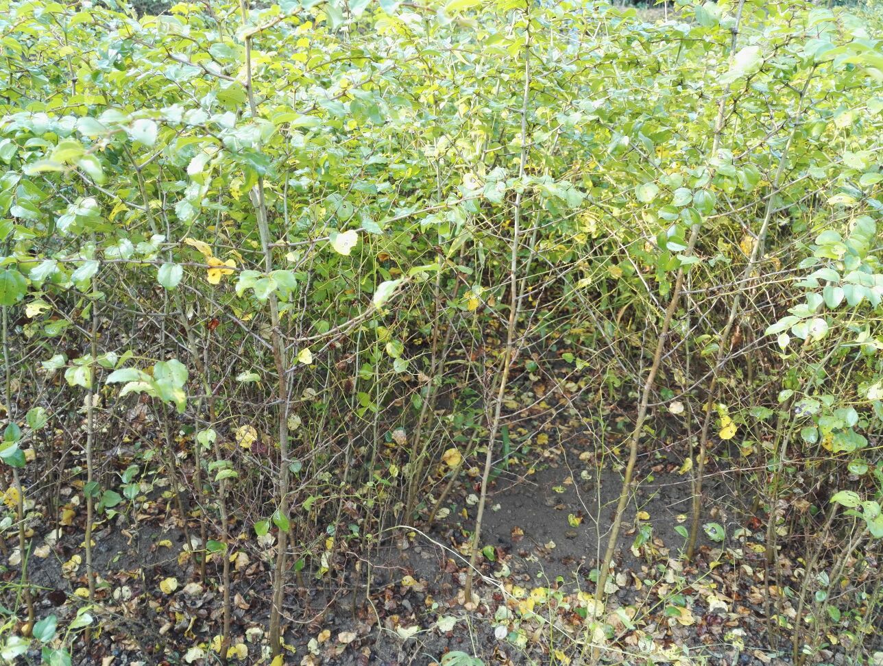 马甲子苗 刺苗铁篱笆 马甲子树苗不站刺树苗30厘米高