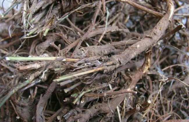 北柴胡与南柴胡对比图