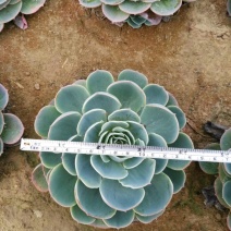 多肉植物不含盆