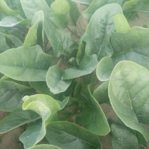 名门菠菜