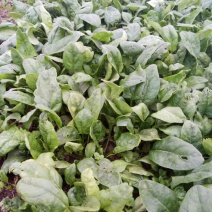 大叶菠菜10~15厘米