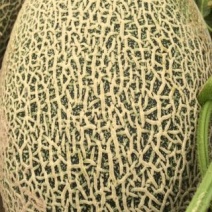 西州蜜瓜