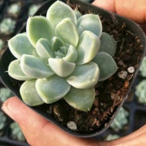 多肉植物带盆栽好