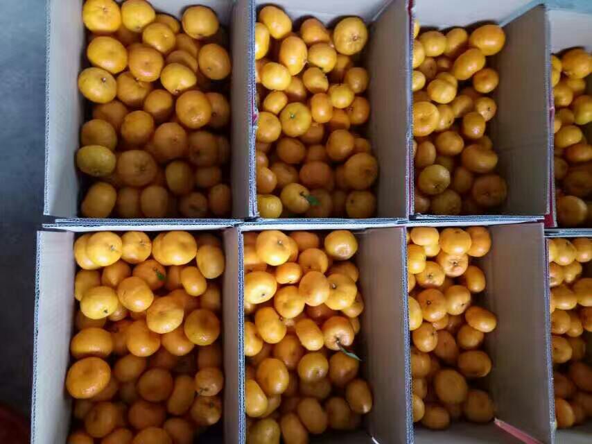 金桔保存成果展示