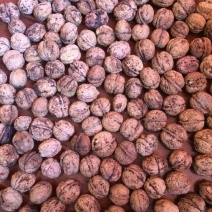 大泡核桃