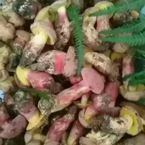 青头菌0.5%1%一级5cm以下