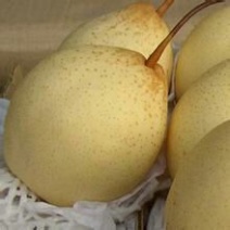 水晶梨200~250g纸袋