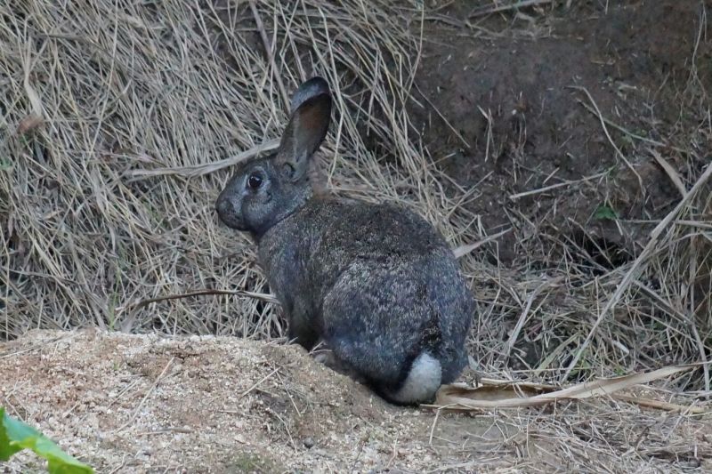 [肉兔批发]福建龙岩上杭县兔子 120.00元/只杂交兔 灰兔 _ 一亩田