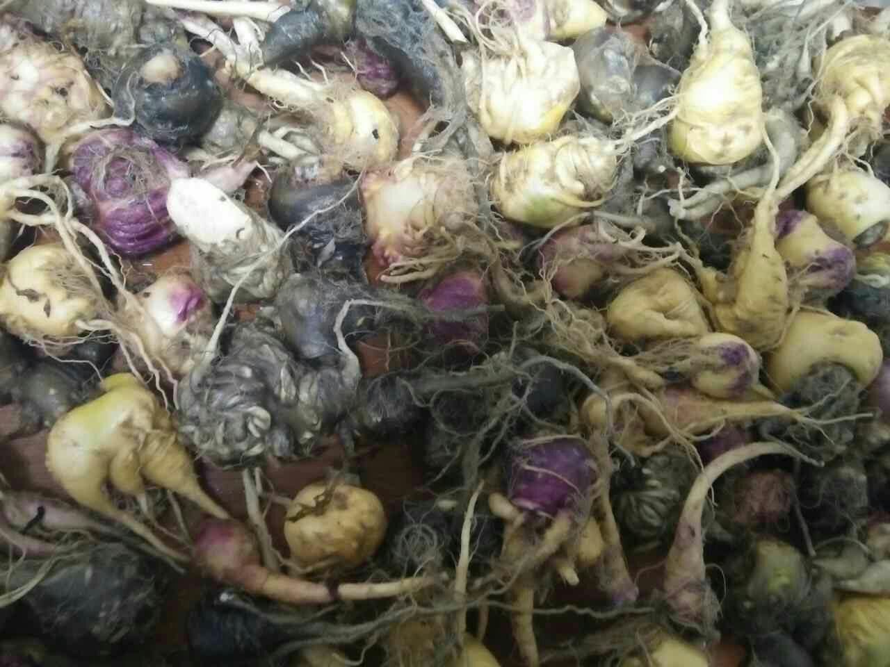 现代化植物化学实验室场景:中央为高效液相色谱(HPLC)分析仪显示屏,清晰显示黑玛卡提取物色谱峰图,重点标注玛卡烯(Macaene)、玛卡酰胺(Macaamide)、芥子碱(Sinapine)及槲皮素(Quercetin)四大活性峰;左侧试管架盛放不同浓度黑玛卡标准品溶液,标签清晰;背景为分子结构式手绘板,突出黑玛卡特有酰胺类化合物三维构型 实验室场景中的黑玛卡活性成分分析图表