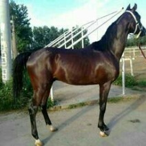 半血马400~500kg
