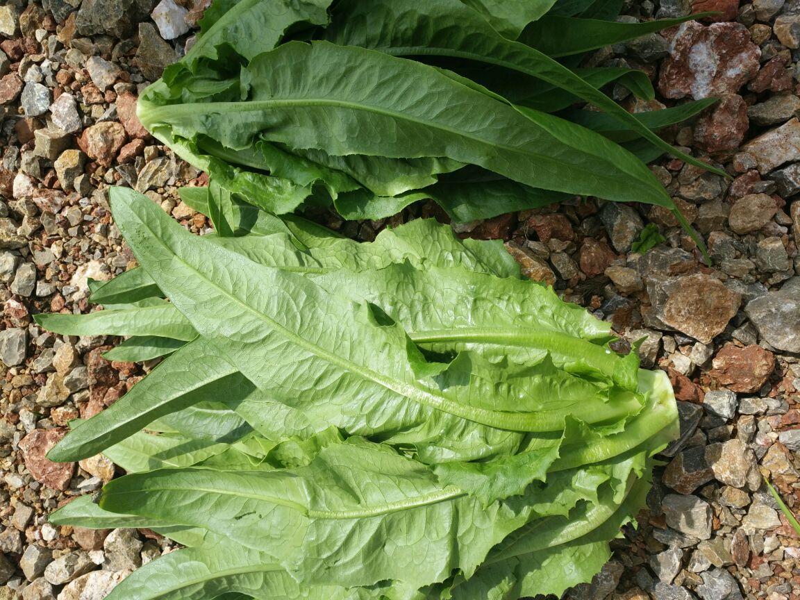 新鲜油麦菜与金边油麦菜对比图
