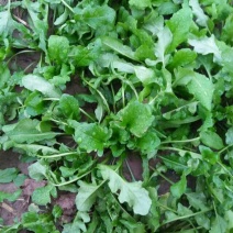荠菜5~10cm
