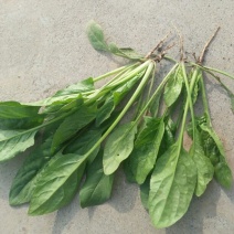 大叶菠菜15~20厘米