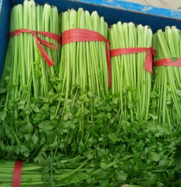 徐州精品小西芹质量优量大一年四季供应链