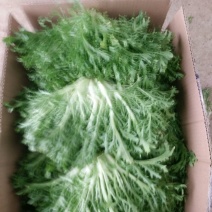 苦菊