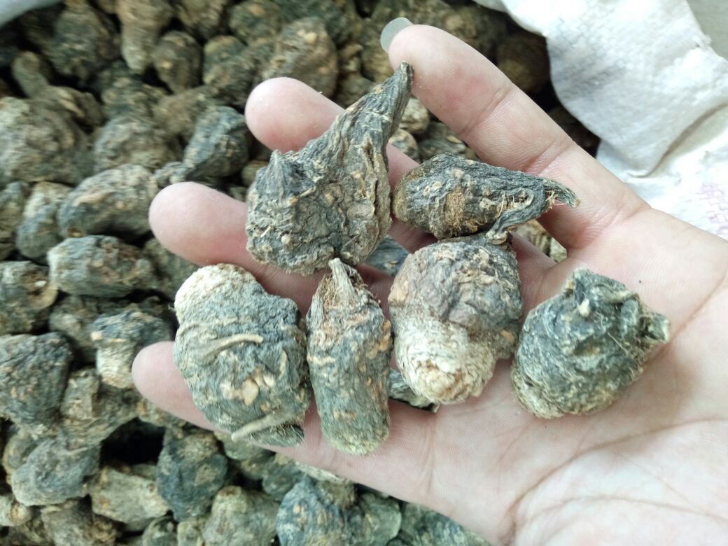 自然光实景拍摄:清晨高原牧场旁,一位35岁女性手持双层玻璃杯饮用黑枸杞玛卡茶,杯中液体呈透亮紫红色,杯壁凝结细微水珠,背景可见青海黑枸杞种植田与安第斯山脉风格玛卡包装盒(印有秘鲁农业部LOGO及中文‘黑玛卡’标识) 黑枸杞玛卡饮用户外场景图