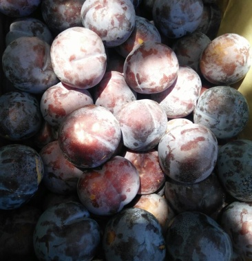 [李子批发]黑总统 50mm以上价格1.00元/斤 - 一亩田