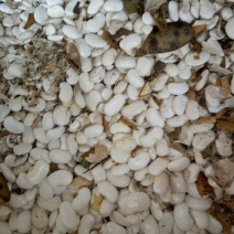 白豆