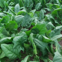 大叶菠菜20~25厘米