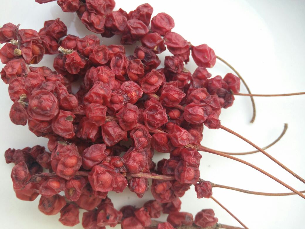 展示北五味子与南五味子的外观差异,包括果实颜色、大小和植物形态 北五味子与南五味子对比图