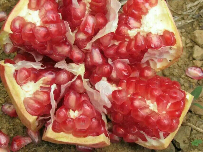 石榴裂果特写