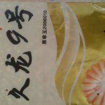玉米种子