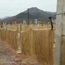 红薯淀粉散装