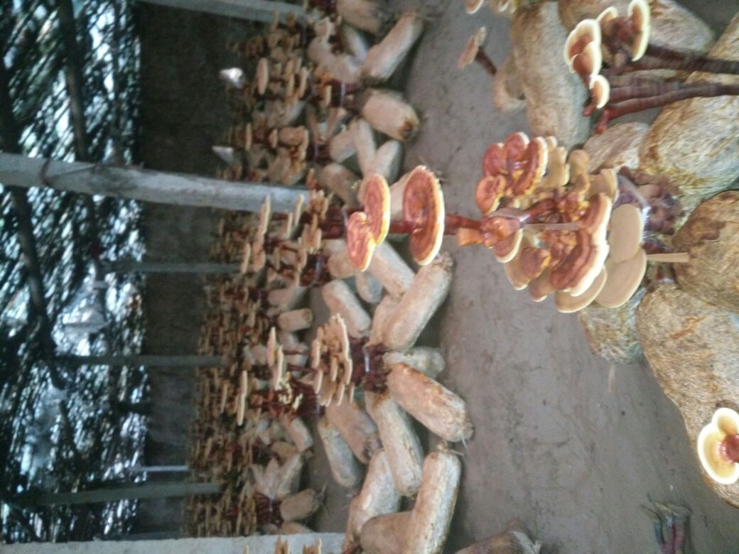 一间洁净的灵芝加工厂内,工人正在操作自动化切片设备,传送带上整齐排列着待处理的赤芝菌盖,旁边有质检人员使用显微镜检测样品。墙上悬挂HACCP认证标识,体现现代化生产管理水平 现代化灵芝加工车间场景