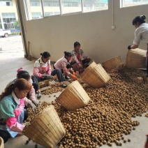核桃