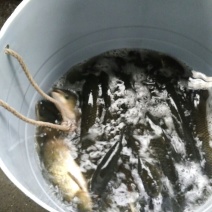 镜鲤食用0.5~1公斤