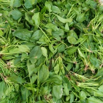 越冬菠菜15~20厘米