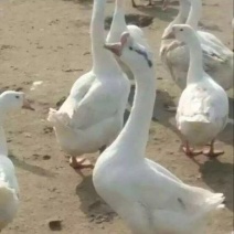 皖西白鹅苗