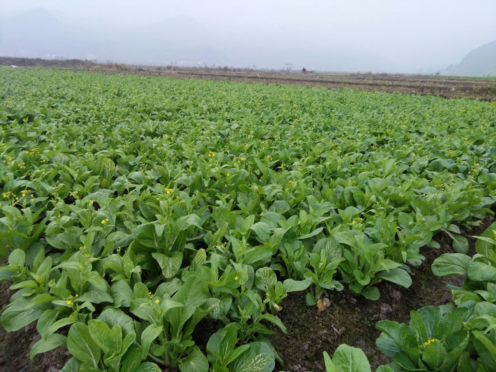 北方农田中成片的红皮萝卜正在采收