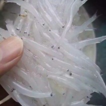 银鱼干