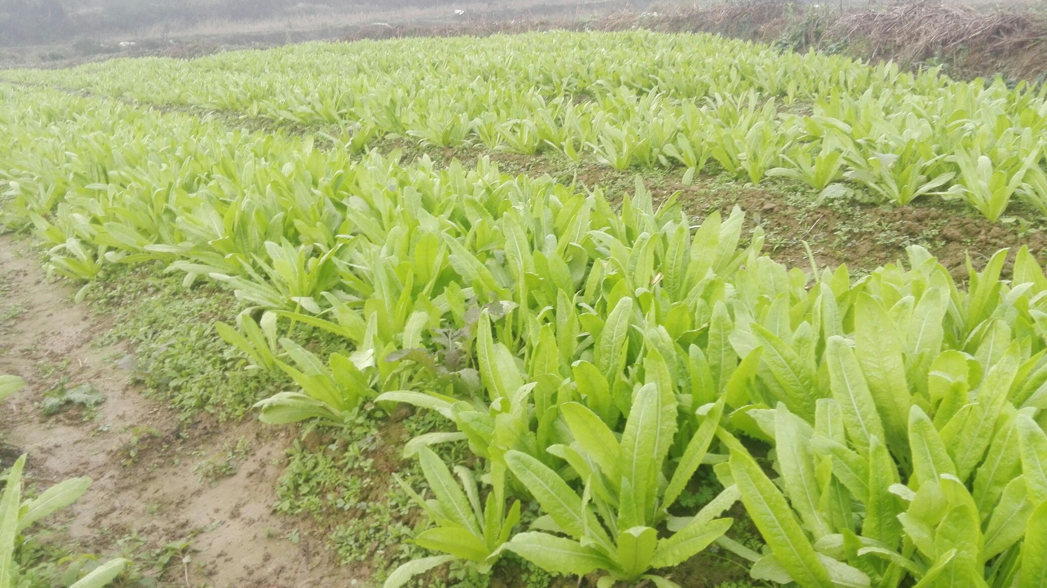油麦菜病虫害防治