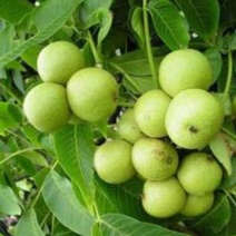 核桃苗二年苗50~100cm