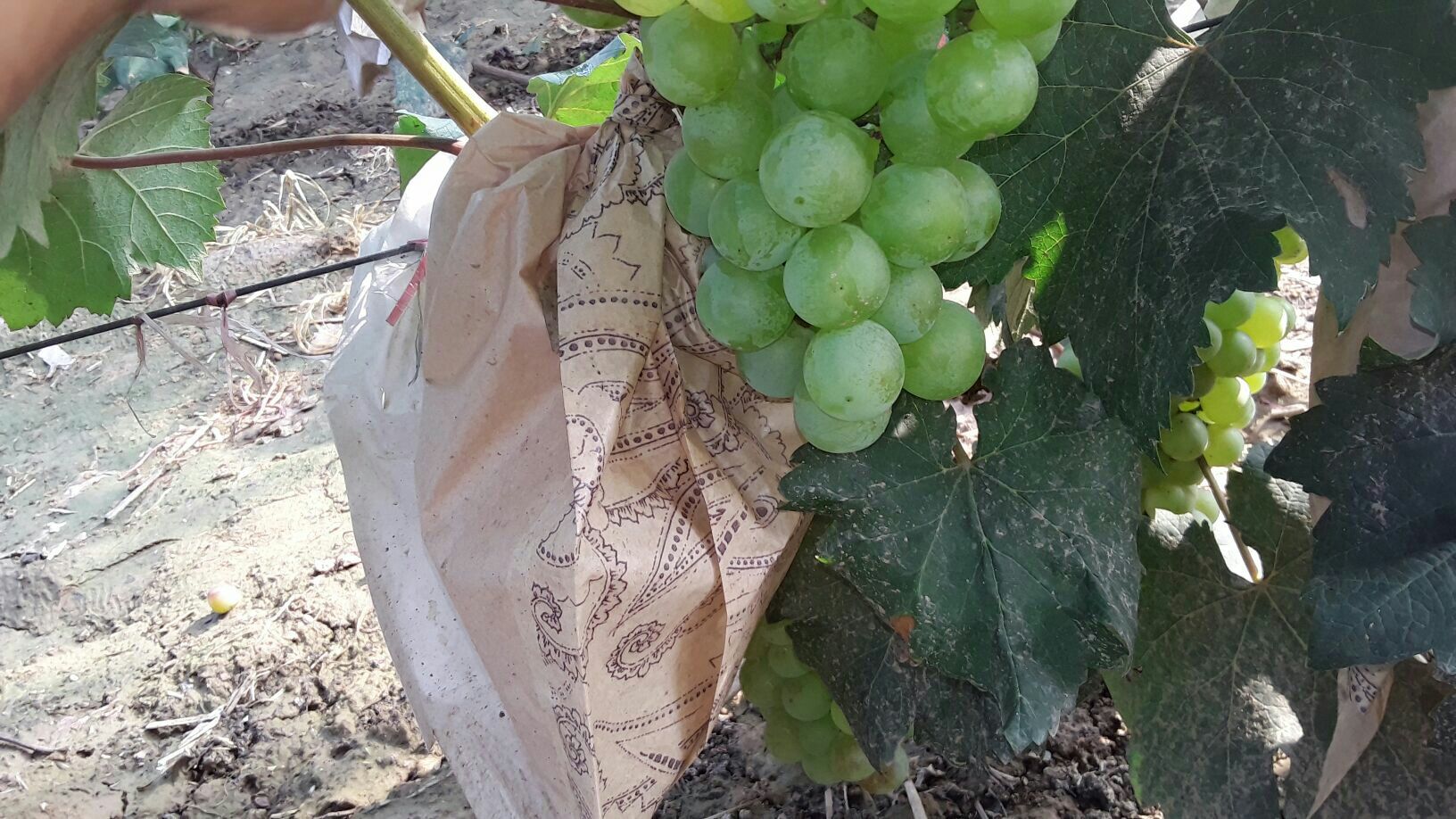 无人机航拍视角下的手指红提种植基地,整齐排列的葡萄架延伸至远方,绿叶间垂挂着成串的红色长粒葡萄,田间有工人正在采收作业,远处可见滴灌系统管道网络 手指红提果园航拍