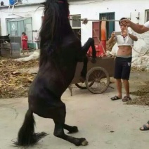 矮马