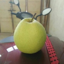 砀山梨