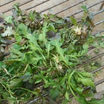 荠菜5cm以上
