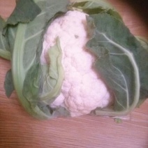 白花菜散装